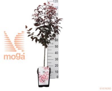 http://twentheplant.nl/tsd/94450_PRCNIGRA_S050P23_1.jpg
