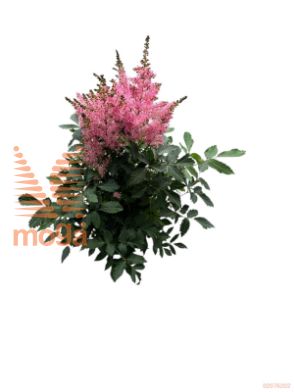http://twentheplant.nl/tsd/98775_ASYPINK_8P17_1.jpg