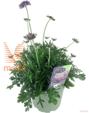 http://twentheplant.nl/tsd/98775_SCCBBLUE_8P17_1.jpg