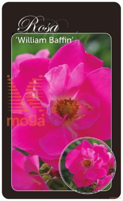 http://twentheplant.nl/tsd/94812_ROWBAFFI_BA1KWGRAFTE_1.jpg