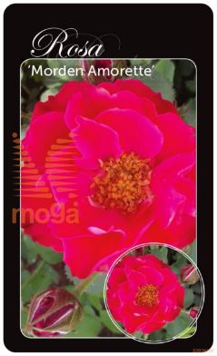 http://twentheplant.nl/tsd/94812_ROMAMORE_BA1KWGRAFTE_1.jpg