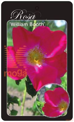 http://twentheplant.nl/tsd/94812_ROWBOOTH_BA1KWGRAFTE_1.jpg