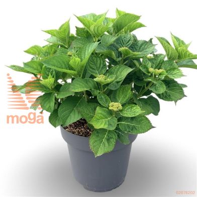 http://twentheplant.nl/tsd/81210_HYMKGEOR_9C12050060_2.jpg
