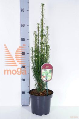 http://twentheplant.nl/tsd/88854_TABLITFA_8P18030040_1.jpg