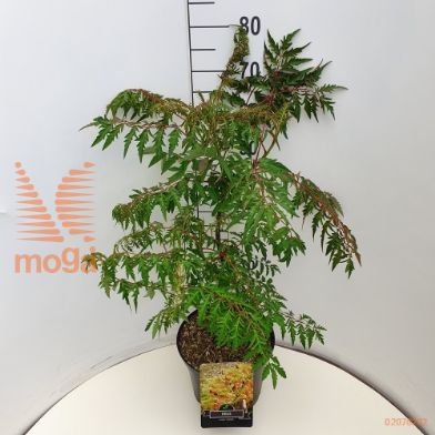 http://twentheplant.nl/tsd/90925_RHGLACIN_9C10060080_1.jpg