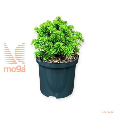 http://twentheplant.nl/tsd/88854_ABBPICCO_8P18015020_1.jpg