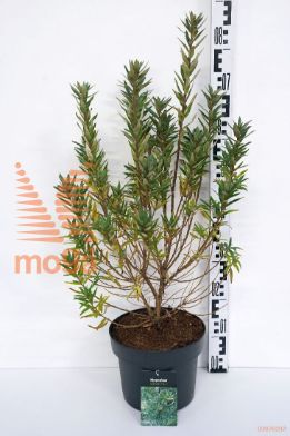 http://twentheplant.nl/tsd/58250_HIRHIKUL_8P23040050_1.jpg