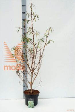 http://twentheplant.nl/tsd/58250_HIRROMEO_8P23050060_1.jpg