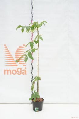 http://twentheplant.nl/tsd/58250_JURBROAD_9c10150175_1.jpg