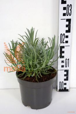 http://twentheplant.nl/tsd/58250_LAAALBA_8P15010015_1.jpg