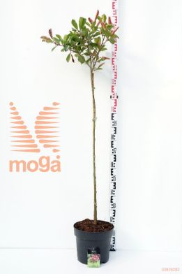 http://twentheplant.nl/tsd/58250_PHFRROBI_S100C10_1.jpg