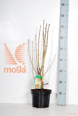 http://twentheplant.nl/tsd/58250_RIRWHOLL_8P19040050_2.jpg