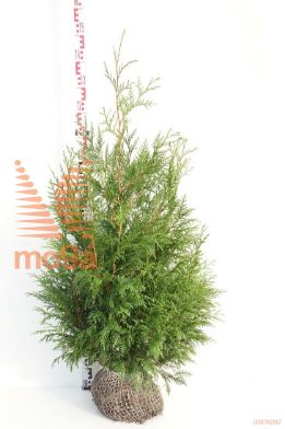 http://twentheplant.nl/tsd/58250_THPMARTI_K100125_1.jpg