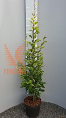 http://twentheplant.nl/tsd/58250_CABFASTI_8P26125150_2.jpg