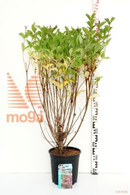 http://twentheplant.nl/tsd/61862_WESTYRIA_8p24050060_1.jpg