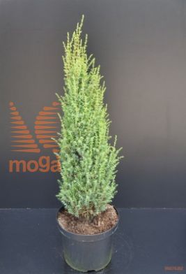 http://twentheplant.nl/tsd/82088_JUCSENTI_9C10100125_1.jpg