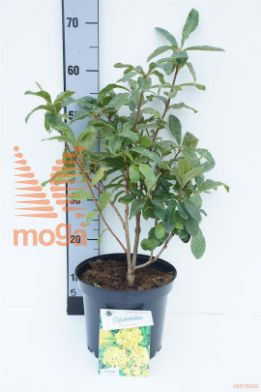http://twentheplant.nl/tsd/55802_RHHMOON_8P23040_1.jpg