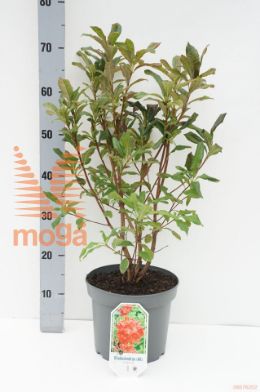 http://twentheplant.nl/tsd/55802_RHHRED_8p23040_1.jpg