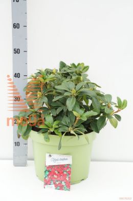 http://twentheplant.nl/tsd/55836_RHBENGAL_9c10030040_1.jpg