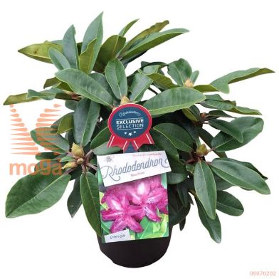 http://twentheplant.nl/tsd/55802_RHBPRINT_8P23030040_1.jpg
