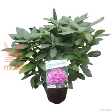 http://twentheplant.nl/tsd/55802_RHDELTA_8P23030040_1.jpg