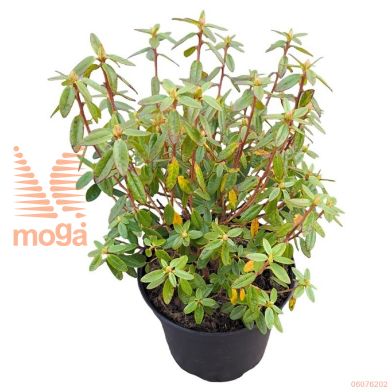 http://twentheplant.nl/tsd/55802_RHGRISTE_8p19025030_1.jpg