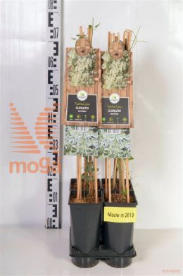 http://twentheplant.nl/tsd/90550_CLTERNIF_8PSP_2.jpg