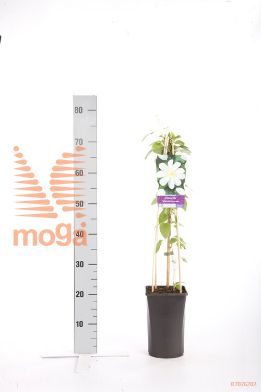 http://twentheplant.nl/tsd/90550_CLWPRIMR_8PSP_1.jpg