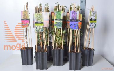 http://twentheplant.nl/tsd/90550_PYCRCOLU_8PW2_2.jpg