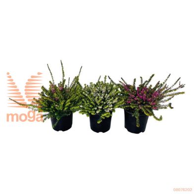 http://twentheplant.nl/tsd/89250_ERDWPERF_8P10.51015_1.jpg