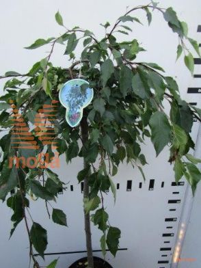http://twentheplant.nl/tsd/93806_MAFONTAN_S080P23_1.jpg