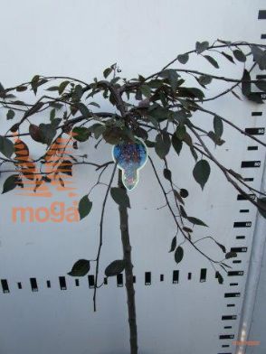 http://twentheplant.nl/tsd/93806_MARBEAUT_S080P23_1.jpg