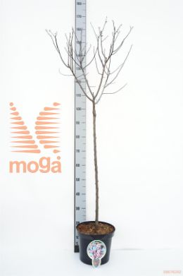 http://twentheplant.nl/tsd/93806_PRCNIGRA_S080P263JR_1.jpg