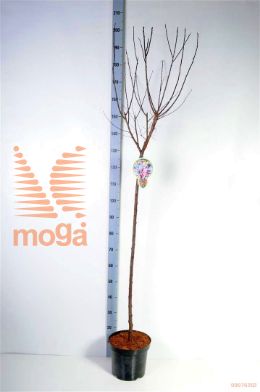 http://twentheplant.nl/tsd/93806_PRCNIGRA_S120P262J_2.jpg