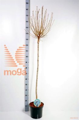 http://twentheplant.nl/tsd/93806_PREUMBRA_S120P262J_1.jpg