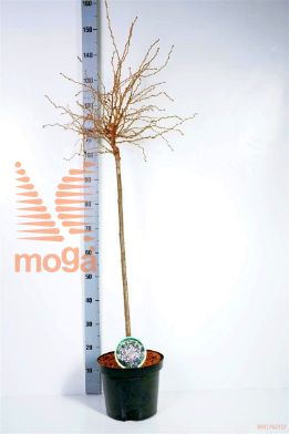 http://twentheplant.nl/tsd/93806_PRIKNMAI_S080P263JR_1.jpg