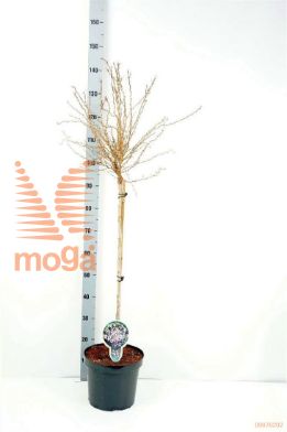 http://twentheplant.nl/tsd/93806_PRIKNMAI_S080P232J_1.jpg