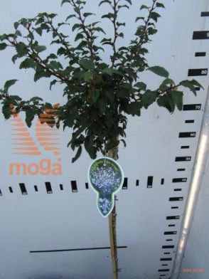 http://twentheplant.nl/tsd/93806_PRIKNMAI_S060P21_1.jpg
