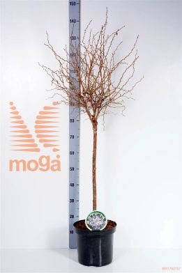 http://twentheplant.nl/tsd/93806_PRIKNMAI_S060P263JR_1.jpg