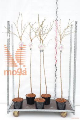 http://twentheplant.nl/tsd/93806_PRKSZAKU_S120P232JR_1.jpg