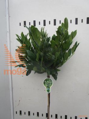 http://twentheplant.nl/tsd/93806_PRLMANO_S080P23_1.jpg