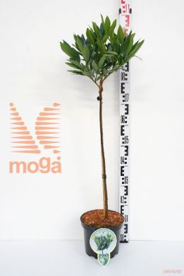 http://twentheplant.nl/tsd/93806_PRLOLUYK_S060P212JR_1.jpg