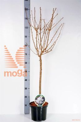 http://twentheplant.nl/tsd/93806_PRNBRILL_S060P21_1.jpg