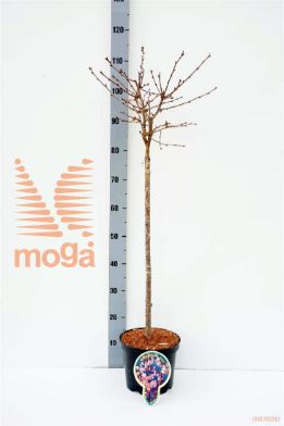 http://twentheplant.nl/tsd/93806_PRNRUBY_S060P212JR_1.jpg