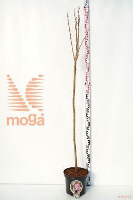 http://twentheplant.nl/tsd/93806_PRSAMANO_S120P262J_1.jpg