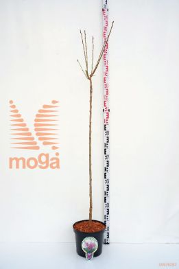 http://twentheplant.nl/tsd/93806_PRSKANZA_S120P262J_1.jpg
