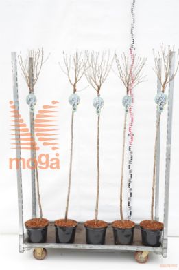 http://twentheplant.nl/tsd/93806_PREUMBRA_S120P232JR_1.jpg