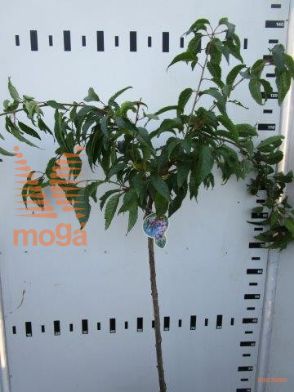 http://twentheplant.nl/tsd/93806_PRKSZAKU_S080P23_1.jpg