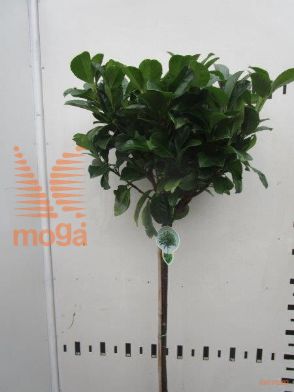 http://twentheplant.nl/tsd/93806_PRLETNA_S080P23_1.jpg