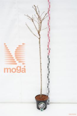 http://twentheplant.nl/tsd/93806_PRNBRILL_S120P262J_1.jpg